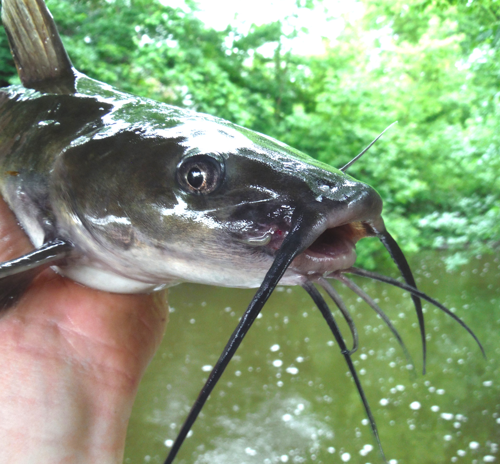 Catfish, Channel